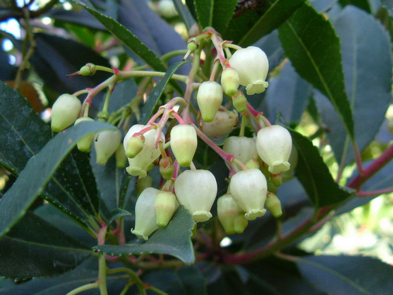 Arbutus unedo / Corbezzolo